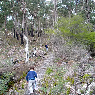 James aged 3 years walking away from the camera at the start of the Mount Stronach walking track.
