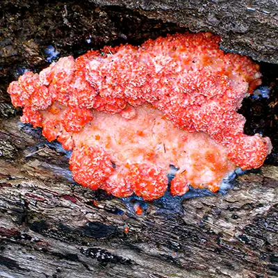 Bright orange slime mould growing on a burnt log.