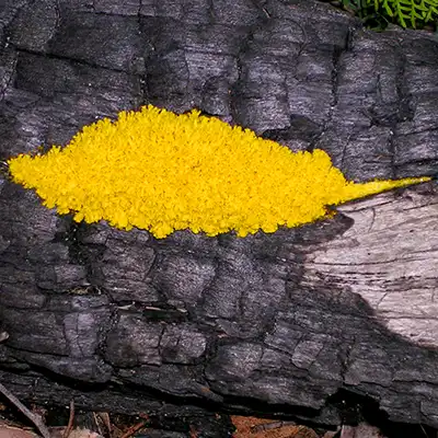 A bright yellow slime mould growing in a burnt log.