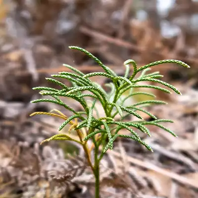 Small green club moss growing among the leaf litter on Mount Stronach.