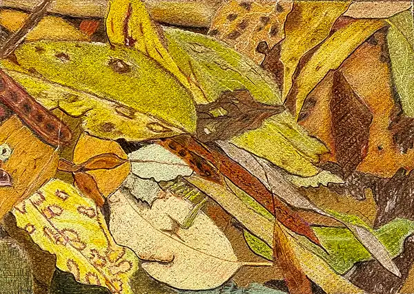 A coloured pencil drawing of the forest floor by an art retreat student.