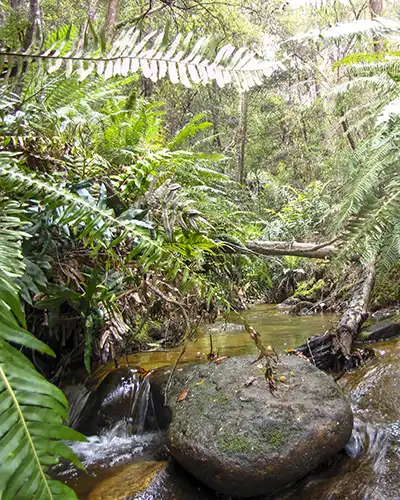 The fern-lined Guiding Star Creek