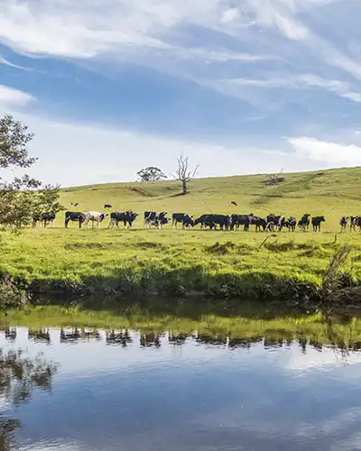 Looking across the Ringarooma River to a herd of dairy cows on the opposite bank.