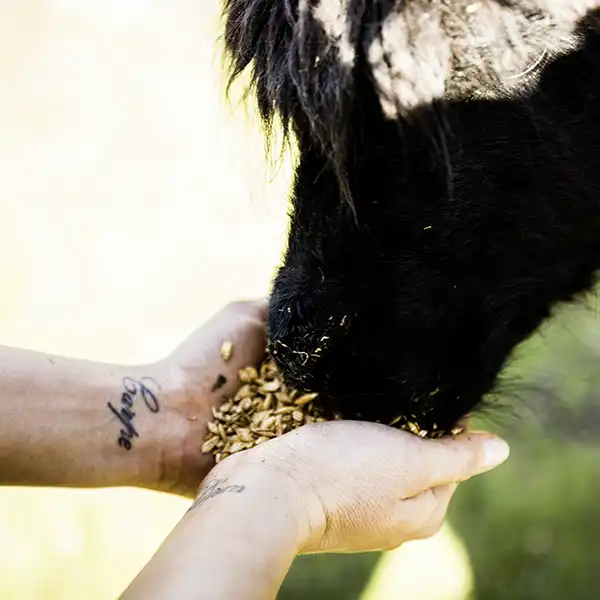 A woman is hand feeding a black alpaca