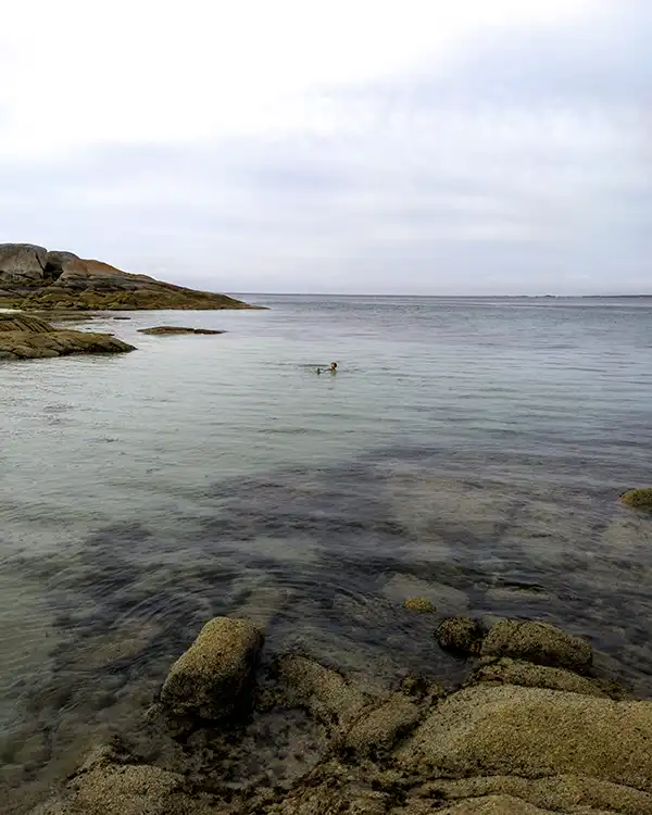 A clear calm ocean beach with rocks in the foreground. A small figure is swimming out in the bay.