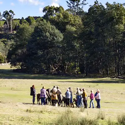 A group of people are feeding and interacting with a small herd of alpacas.