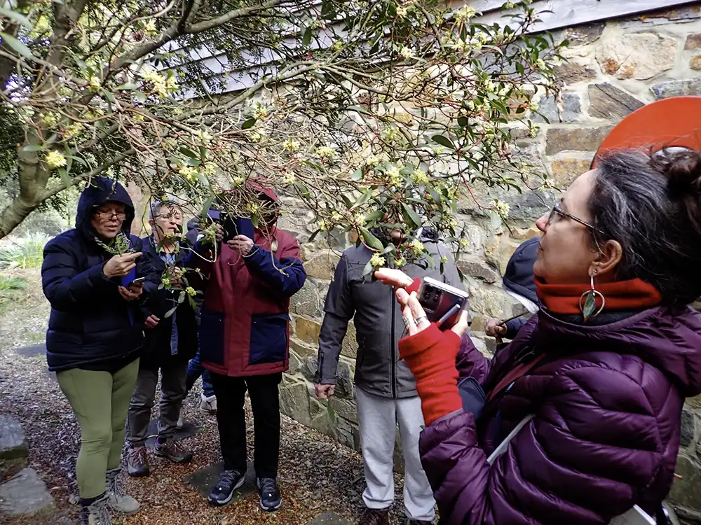 A group of people are examining a native pepperberry tree at Tin Dragon Cottages
