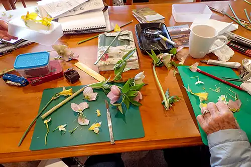 A sketch books, disecting equipment, magnifying glasses and plant specimens on a timber table.
