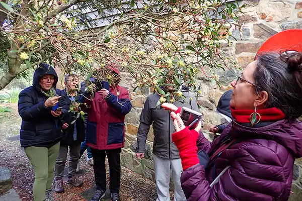 A small group of men and women examining a native Tasmanian Pepperberry shrub.