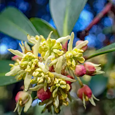 Male flower of the native Tasmanian pepperberry