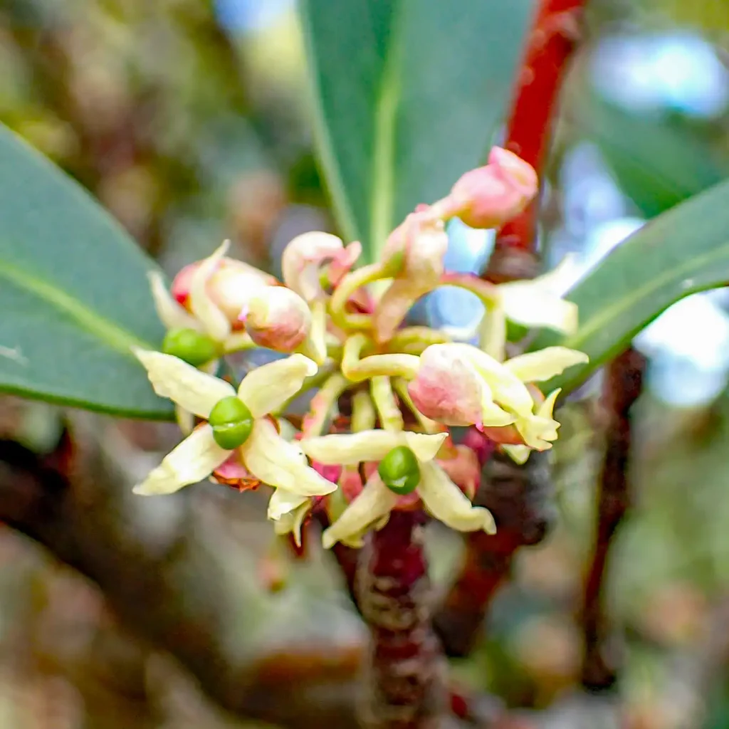 Female flower of the native Tasmanian pepperberry