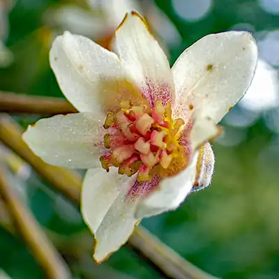 Tasmanian native Sassafras flower