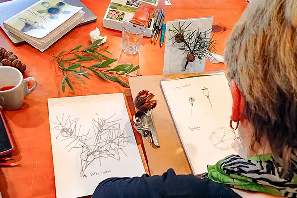 pencil sketches of native Tasmanian shrubs and seed pods.