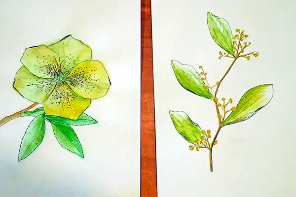 Watercolour sketch of a flower and leaves from a shrub.