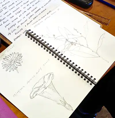 Notes and drawingins of flowers and leaves in a nature journal.