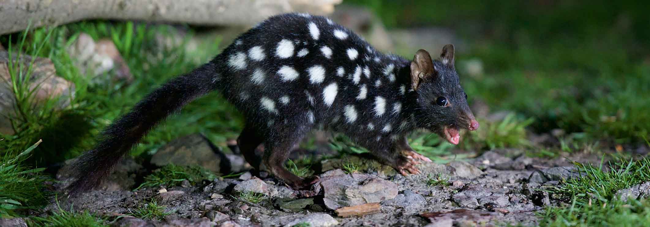 Dark-coloured Eastern Quoll (with white spiots)