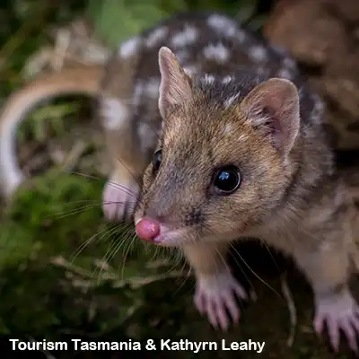 Eastern quoll can be seen on the Tasmanian nature-based tour.