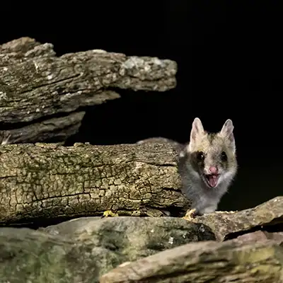 Eastern quoll can be seen on the Tasmanian nature-based tour.