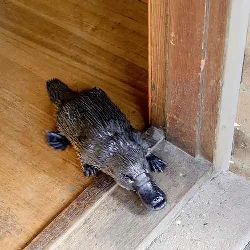 Platypus coming out of a house - at Tin Dragon Cottages nature-based tour