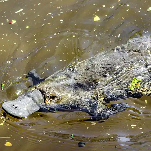 Close-up of a platypus shopwing its face and bill - Tasmanian nature-based tour