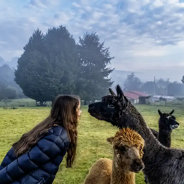 A young girl is greeted by an alpaca