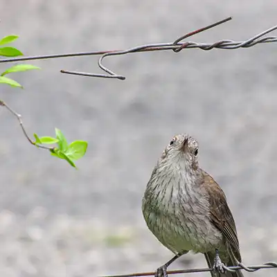 A gallery of Tasmanian birds: grey Strike thrush, pink robin, scarlet robin and green rosella