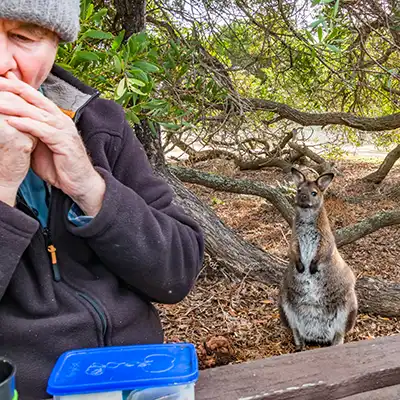 A wallabi is watching a man eat hist lunch during a nature-based tour in northeast Tasmania, Mount William national park.