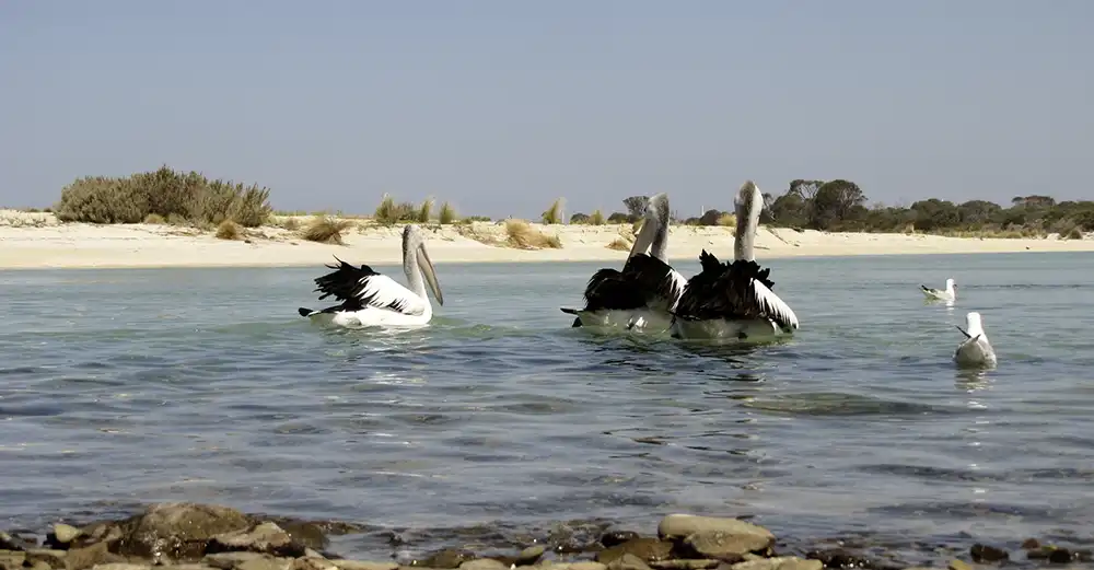 Three pelicans and two seagulls on the water at Mount William National park - Tasmanian nature-based tour