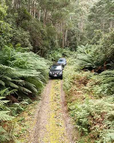 Here Pepper Bush nature based tours are in two 4WD vehicles drivind on a track in a rainforest.