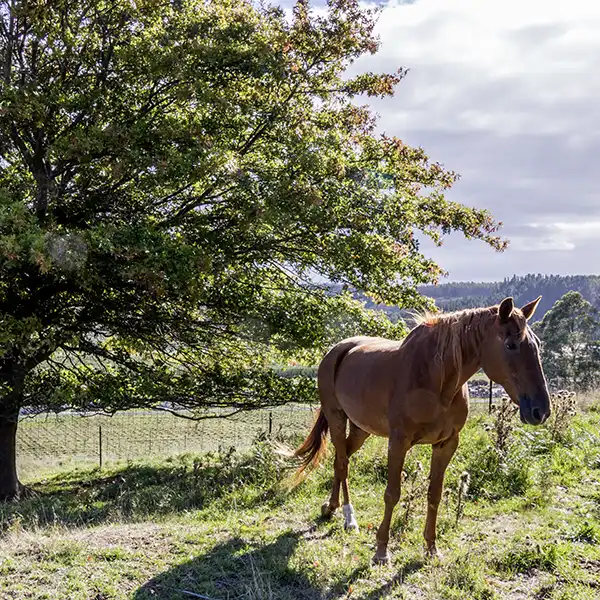 A brown horse is standing in a paddock next to a spreading tree.