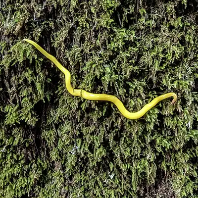 Among the ferns on the trunk of a man fer was a bright yellow canary worm.