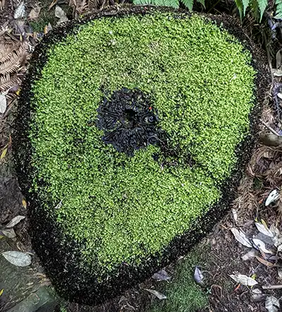 This transverse section of an old fern tree is covered in a mass of small mosses.