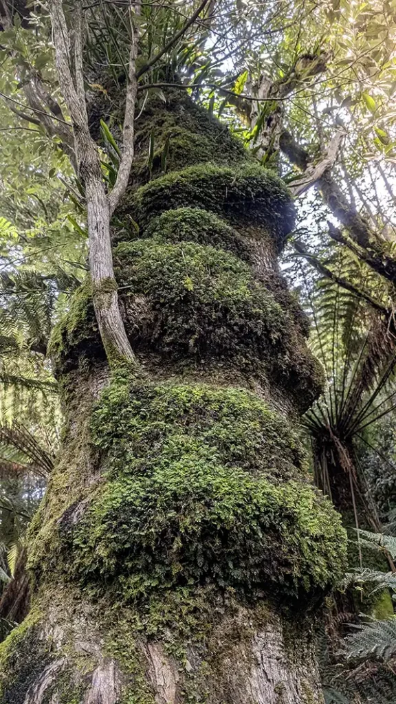 The bilging galls on this tree are covered in mosses in Notley Gorge