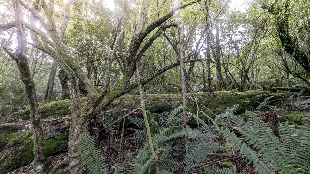A fallen tree in the rainforest is covered in mosses