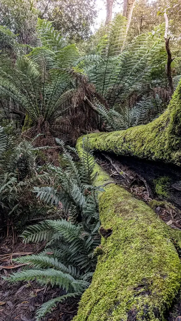 A fallen moss-covered tree is surrounded by tall man ferns in the Notley Gorge