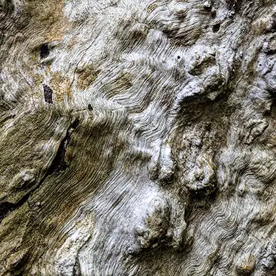This is a close up of the silvery coloured bark of a eucalypt tree in Notely Groge