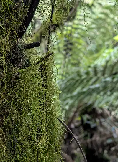 Lichens cascade down the trunk of a tree in the Notley Gorge