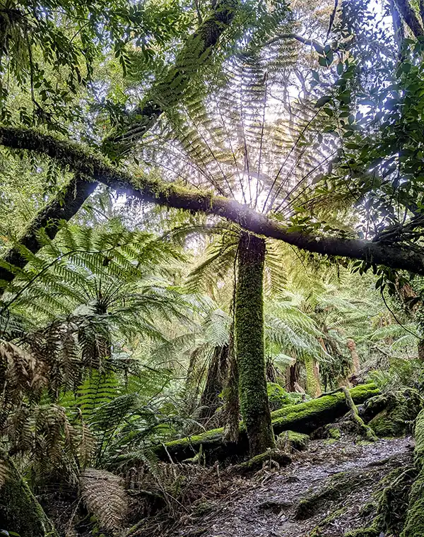 The sun shines through large fronds of a man fern in the Notley Gorge.