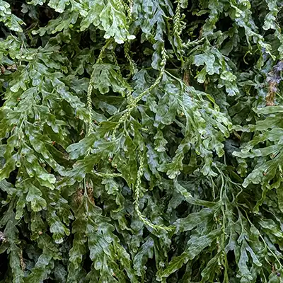 Moist ferns attached to the trunk of a tree in the Notley Gorge in Tasmania