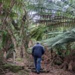 A man is walking up steps on the Notely Gorge track near Launceston in Tasmania