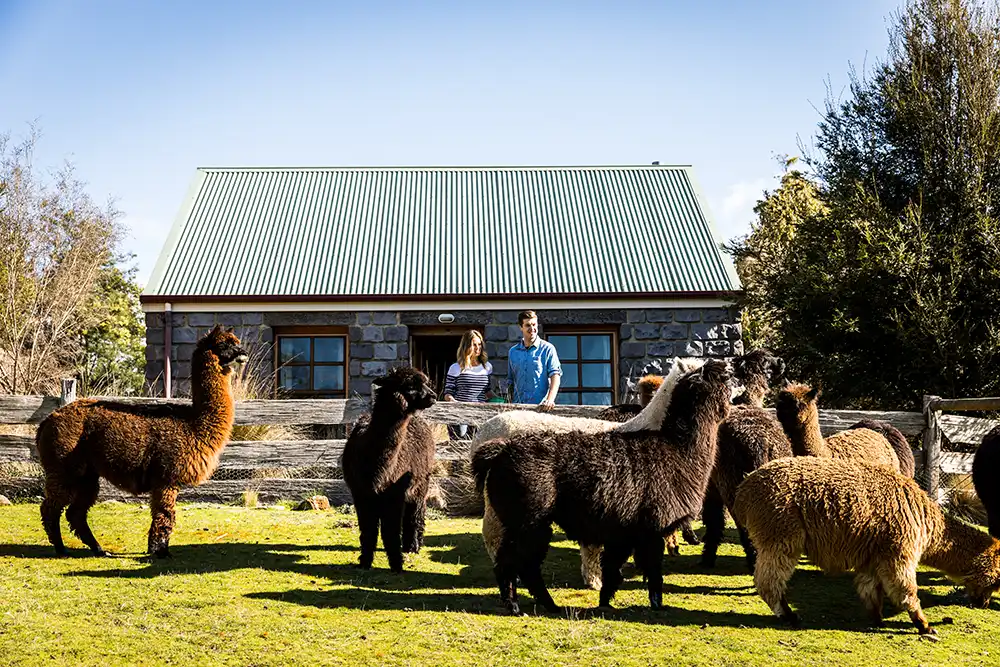 A young couple are looking at alpacas in front oif Ah Back studio cottage in North East Tasmania