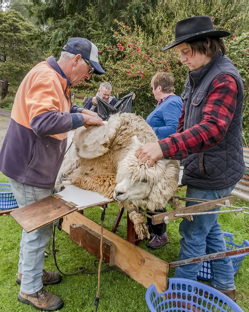 A white alpaca is being shorn at Tin Dragon Cottages in North East Tasmania