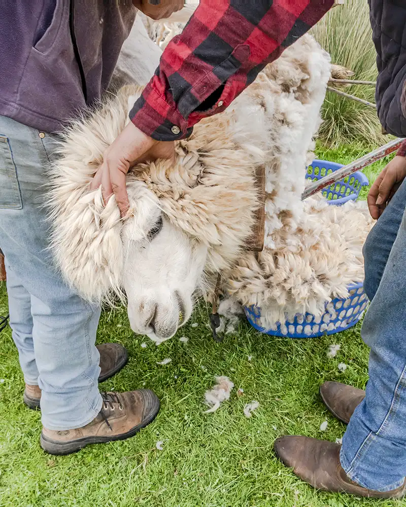 A white alpaca is being shorn. Shearing at Tin Dragon Cottages in North East Tasmania