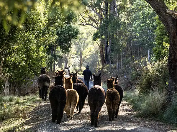 A man is leading a herd of alpacas down a country lane at TIn Dragon Cottages in North East Tasmania