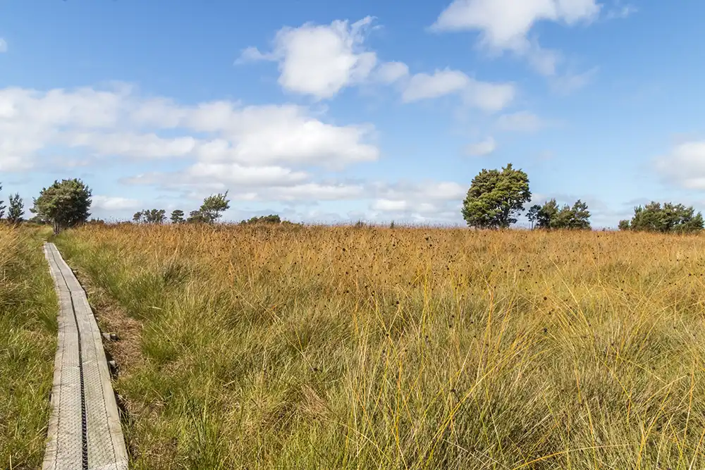 Button grass plains of Mt Victoria on the Cahs Gorge circuit walk in North East Tasmania