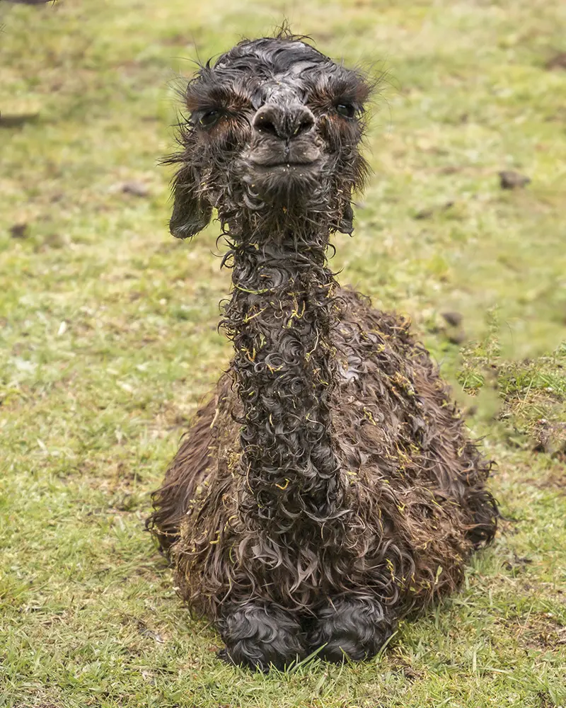 A newborn cria at Tin Dragon Cottages in North East Tasmania