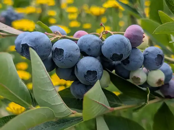 A close-up of a small bunch of blueberries at Tin Dragon Cottages in North East Tasmania