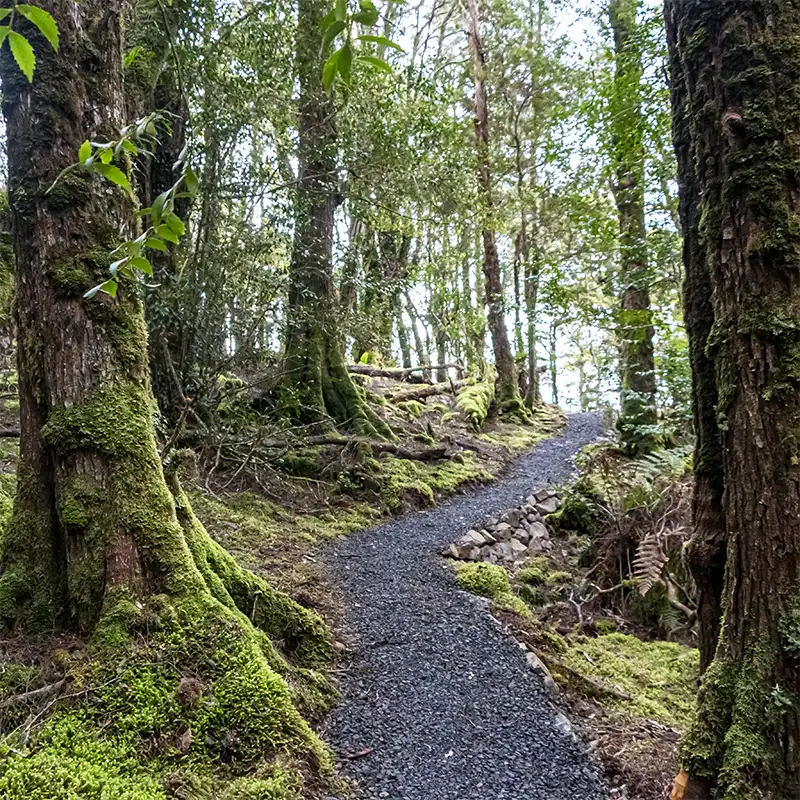 This is the track winding through Myrtle rainforest to Ralph Falls