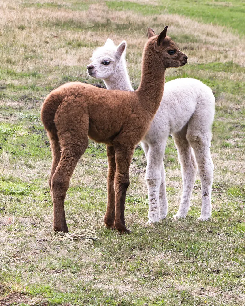 One brown and one white cria at Tin Dragon Cottages in North east Tasmania